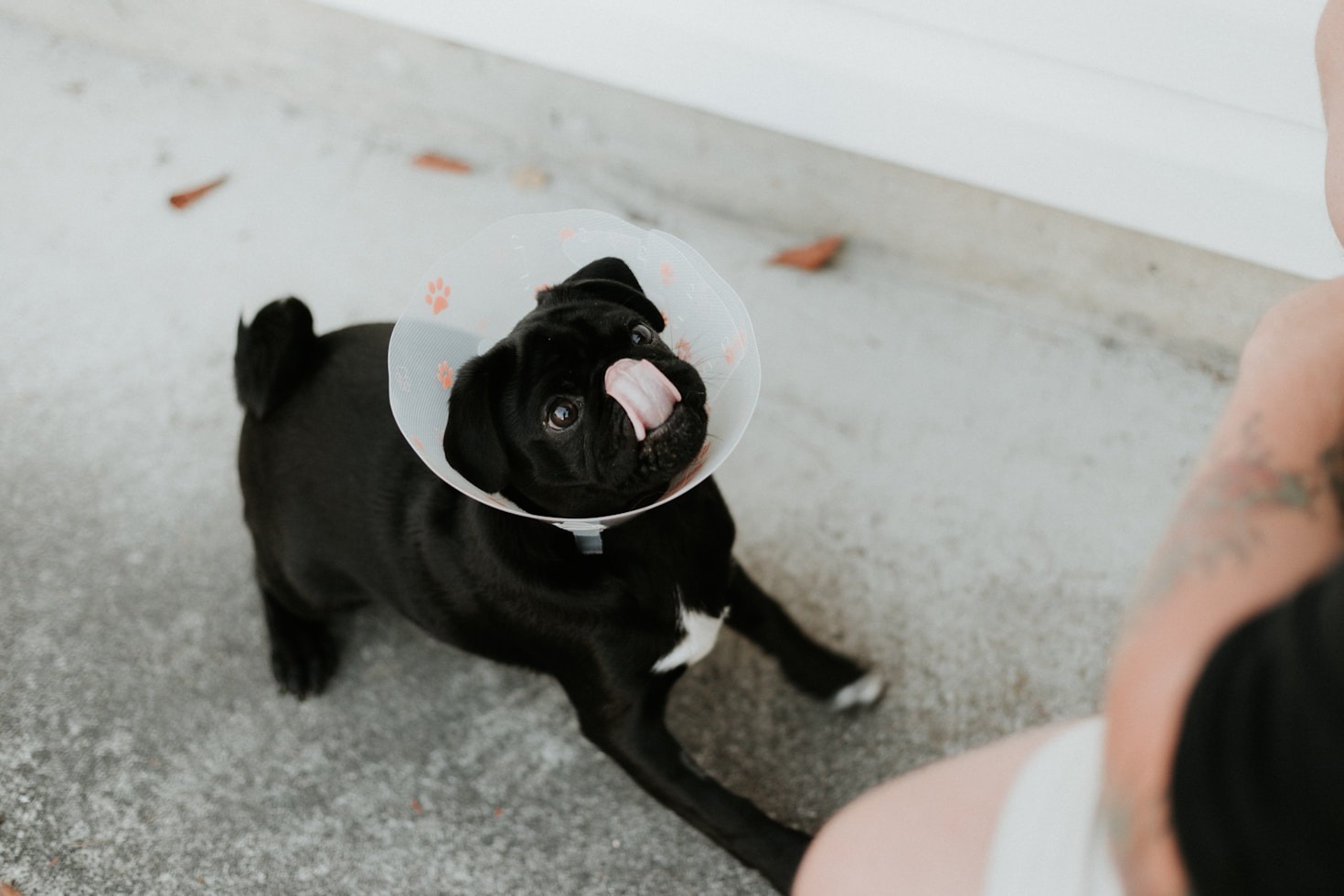 Os benefícios de um hospital veterinário 24 horas