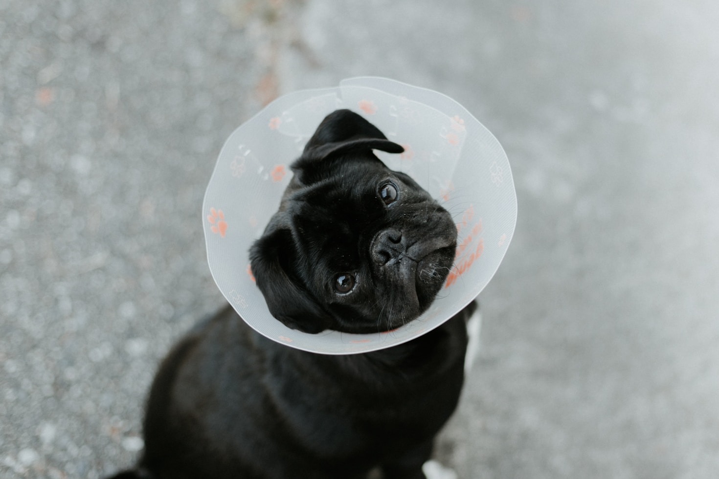 Cirurgias avançadas: tecnologia e segurança para seu pet