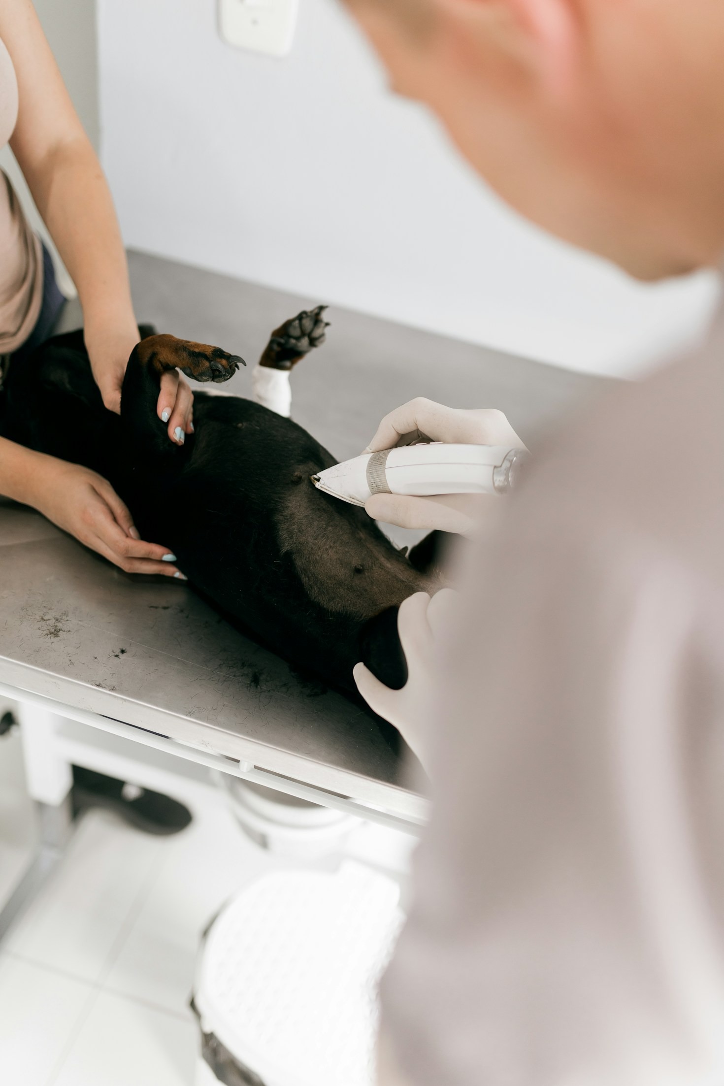Dicas para escolher o melhor hospital veterinário